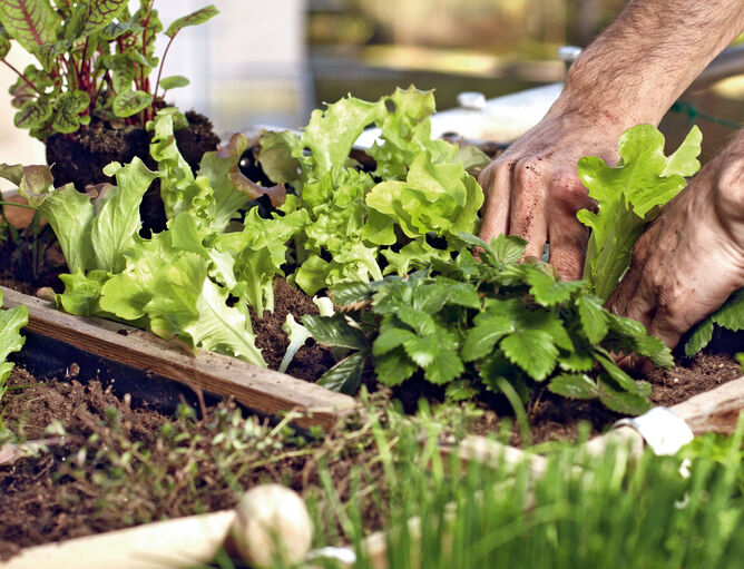 Salat in Holzbeeten auf Balkon gepflanzt 