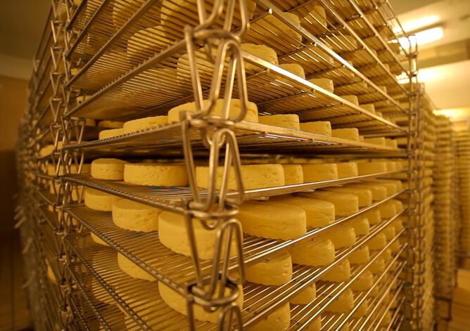 Käseleidenschaft: Lagerung - GOLDSTEIG Käsespezialitäten Käseleibe auf Gitter werden zur Reifung gelagert