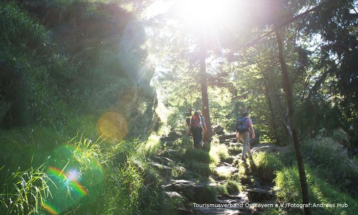 Vier Wanderer mit Rucksack steigen GOLDSTEIG bergauf 