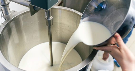 Mascarpone Käsefact: Mascarpone wird aus frischem Rahm hergestellt - GOLDSTEIG Käsespezialitäten Rahm, Sahne für Mascarpone von GOLDSTEIG